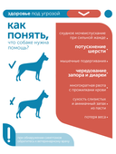 Сухой корм Formula Natural Vet Care Renal (для собак с хроническими заболеваниями почек), 80 г